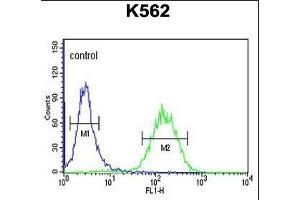ACBG2 Antibody (Center) (ABIN653811 and ABIN2843086) flow cytometric analysis of K562 cells (right histogram) compared to a negative control cell (left histogram). (ACSBG2 anticorps  (AA 237-265))