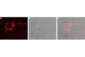 Expression of TrkB in rat PC12 cells - Cell surface detection of TrkB in live intact rat pheochromocytoma PC12 cells.