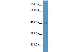 WB Suggested Anti-Abo Antibody   Titration: 1. (ABO anticorps  (Middle Region))