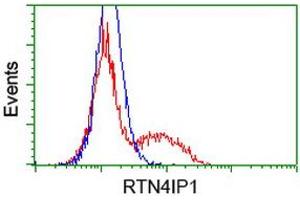 HEK293T cells transfected with either RC202957 overexpress plasmid (Red) or empty vector control plasmid (Blue) were immunostained by anti-RTN4IP1 antibody (ABIN2454318), and then analyzed by flow cytometry. (RTN4IP1 anticorps)