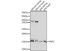 Western blot analysis of extracts of various cell lines, using FGF1 Rabbit mAb (ABIN7267182) at 1:1000 dilution. (FGF1 anticorps)