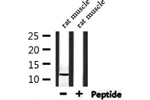 Western blot analysis of extracts from rat muscle, using Parvalbumin Antibody.
