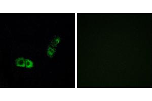 Peptide - +Western blot analysis of extracts from HUVEC cells, using BRS3 antibody. (BRS3 anticorps  (Internal Region))
