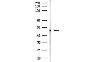 anti-Ras-Related GTP Binding D (RRAGD) (Internal Region) antibody