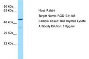 Image no. 1 for anti-Similar To 1500031N24Rik Protein (RGD1311188) (AA 51-100) antibody (ABIN6749861) (RGD1311188 anticorps  (AA 51-100))