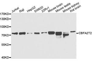 Western blot analysis of extracts of various cell lines, using CBFA2T2 antibody. (CBFA2T2 anticorps  (AA 325-604))