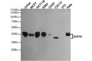 Western blot testing of human Jurkat, MCF7, HCT116, K562, monkey COS7, mouse C2C12, mouse NIH3T3 and human HeLa cell lysates using SIRT6 antibody at 1:500. (SIRT6 anticorps)