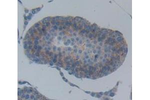 IHC-P analysis of Rat Tissue, with DAB staining.