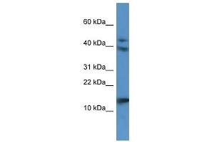 Western Blot showing RETNLB antibody used at a concentration of 1. (RETNLB anticorps  (N-Term))