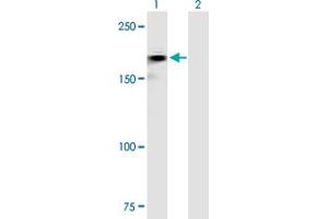 Western Blot analysis of ROBO2 expression in transfected 293T cell line by ROBO2 MaxPab polyclonal antibody.
