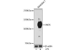 Western blot analysis of extracts of R.