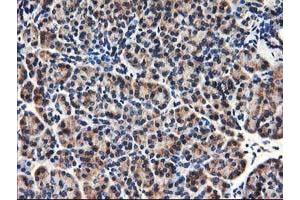 Immunohistochemical staining of paraffin-embedded Human pancreas tissue using anti-HMOX2 mouse monoclonal antibody. (HMOX2 anticorps)