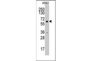 Western blot analysis of anti-CCNA2(N-term) Pab in HL60 cell line lysates (35ug/lane). (Cyclin A anticorps  (N-Term))