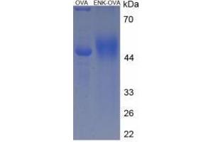 Image no. 1 for Proenkephalin (PENK) peptide (Ovalbumin) (ABIN5666163)