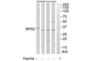 Western blot analysis of extracts from HeLa cells, A549 cells, COLO205 cells and NIH-3T3 cells, using RPS2 antibody. (RPS2 anticorps  (C-Term))