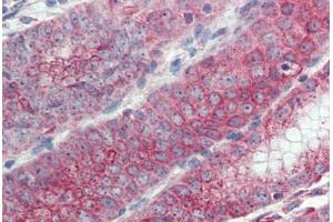 Anti-EMB antibody  ABIN960770 IHC staining of human stomach. (Embigin anticorps  (C-Term))