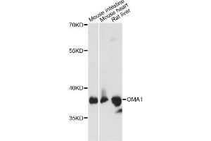 Western blot analysis of extracts of various cell lines, using OMA1 antibody (ABIN6294095) at 1:3000 dilution. (OMA1 anticorps)