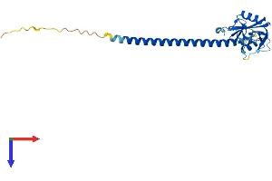 AlphaFold protein structure predicition of Mouse Recombinant Clec1b Protein, UniprotID Q9JL99