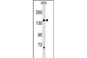 ARHGEF18 Antibody (N-term) (ABIN1539649 and ABIN2849423) western blot analysis in 293 cell line lysates (35 μg/lane). (ARHGEF18 anticorps  (N-Term))