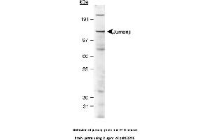 Image no. 1 for anti-Jumonji, AT Rich Interactive Domain 2 (JARID2) (AA 1-100), (N-Term) antibody (ABIN363525) (JARID2 anticorps  (N-Term))