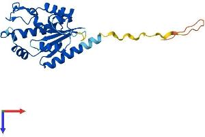 AlphaFold protein structure predicition of Human Recombinant NMRK2 Protein, UniprotID Q9NPI5