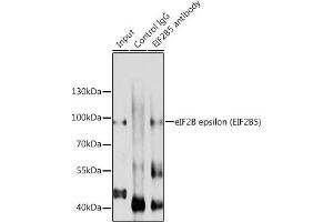 Immunoprecipitation analysis of 200 μg extracts of A-549 cells using 3 μg eIF2B epsilon (eIF2B epsilon (EIF2B5)) antibody ( ABIN6130359, ABIN6140041, ABIN6140042 and ABIN6214448). (EIF2B5 anticorps  (AA 442-721))