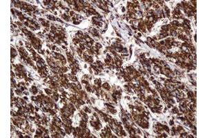 Image no. 13 for anti-B and T Lymphocyte Associated (BTLA) antibody (ABIN1496983) (BTLA anticorps)