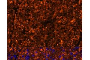 Immunofluorescence analysis of Mouse pancreas using SERPINI2 Polyclonal Antibody at dilution of 1:100 (40x lens).