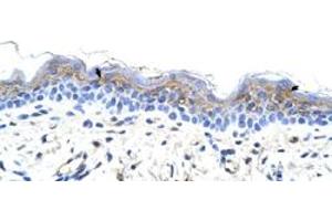 Immunohistochemical staining (Formalin-fixed paraffin-embedded sections) of human skin with IRX3 polyclonal antibody  at 4-8 ug/mL working concentration. (IRX3 anticorps  (C-Term))
