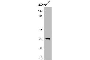 Western Blot analysis of HeLa cells using Olfactory receptor 52E4 Polyclonal Antibody (OR52E4 anticorps  (Internal Region))