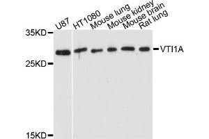 Western blot analysis of extract of various cells, using VTI1A antibody. (VTI1A anticorps)
