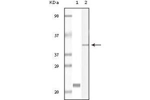 Western Blotting (WB) image for anti-Calcium and Integrin-Binding Protein 1 (CIB1) (truncated) antibody (ABIN2464036) (CIB1 anticorps  (truncated))