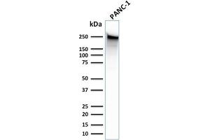 Western Blot Analysis of human PANC-1 cell lysate using Spectrin beta III Monoclonal Antibody (SPTBN2/1583).