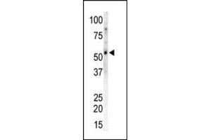 Western blot of CAMK2G / CAMKG Antibody to detect CAMK2 gamma in Mouse heart tissue lysate.