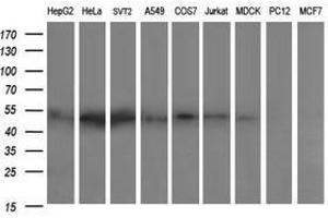 Image no. 2 for anti-Zinc Finger and SCAN Domain Containing 21 (Zscan21) antibody (ABIN1501866) (ZSCAN21 anticorps)