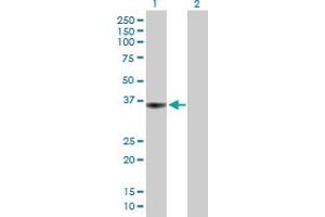 Western Blot analysis of PTPRF expression in transfected 293T cell line by PTPRF MaxPab polyclonal antibody. (PTPRF anticorps  (AA 1-353))