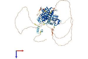 AlphaFold protein structure predicition of Human Recombinant IRAK1 Protein, UniprotID P51617