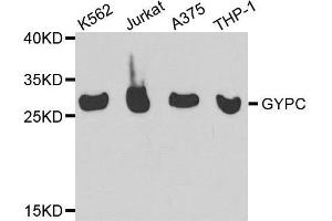 Western blot analysis of extracts of various cell lines, using GYPC antibody. (CD236/GYPC anticorps  (AA 1-128))
