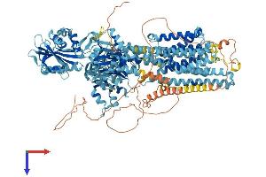 AlphaFold protein structure predicition of Mouse Recombinant Atp2b4 Protein, UniprotID Q6Q477