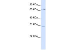 Western Blotting (WB) image for anti-Olfactory Receptor, Family 6, Subfamily C, Member 75 (OR6C75) antibody (ABIN2458856) (OR6C75 anticorps)
