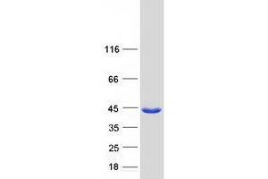 Validation with Western Blot