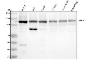 Western blot analysis of TYRO3 using anti-TYRO3 antibody (ABIN7606616).