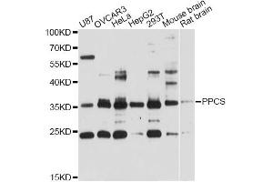 Western blot analysis of extracts of various cell lines, using PPCS antibody (ABIN6293766) at 1:3000 dilution.