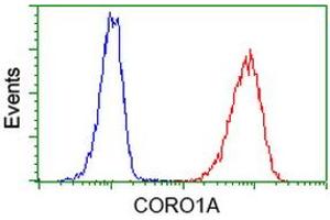 Image no. 3 for anti-Coronin, Actin Binding Protein, 1A (CORO1A) antibody (ABIN1497574) (Coronin 1a anticorps)