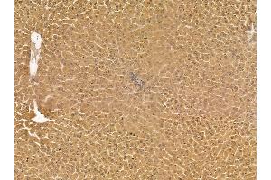 ALDH3A2 Mouse Monoclonal Antibody at 1/100 staining rat liver tissue by IHC-P.