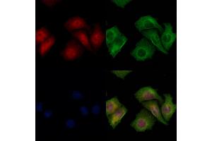 ABIN6266065 and ABIN6278212 staining Hela cells by IF/ICC. (XPO4 anticorps  (N-Term))