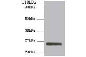 Western blot All lanes: ERAS antibody at 2 μg/mL + 293T whole cell lysate Secondary Goat polyclonal to rabbit IgG at 1/10000 dilution Predicted band size: 26 kDa Observed band size: 26 kDa (ERAS anticorps  (AA 3-230))
