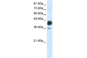 WB Suggested Anti-JUNB Antibody Titration:  0. (JunB anticorps  (C-Term))
