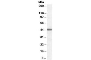 Western blot testing of human cerebral cortex lysate with ADRB3 antibody at 0. (ADRB3 anticorps)