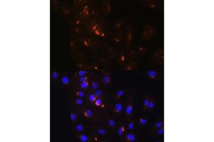 Immunofluorescence analysis of H9C2 cells using POFUT2 Rabbit pAb (ABIN6130656, ABIN6145875, ABIN6145876 and ABIN6215831) at dilution of 1:100. (POFUT2 anticorps  (AA 240-370))